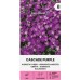 Аубриета каскадна лилава / Cascade purple